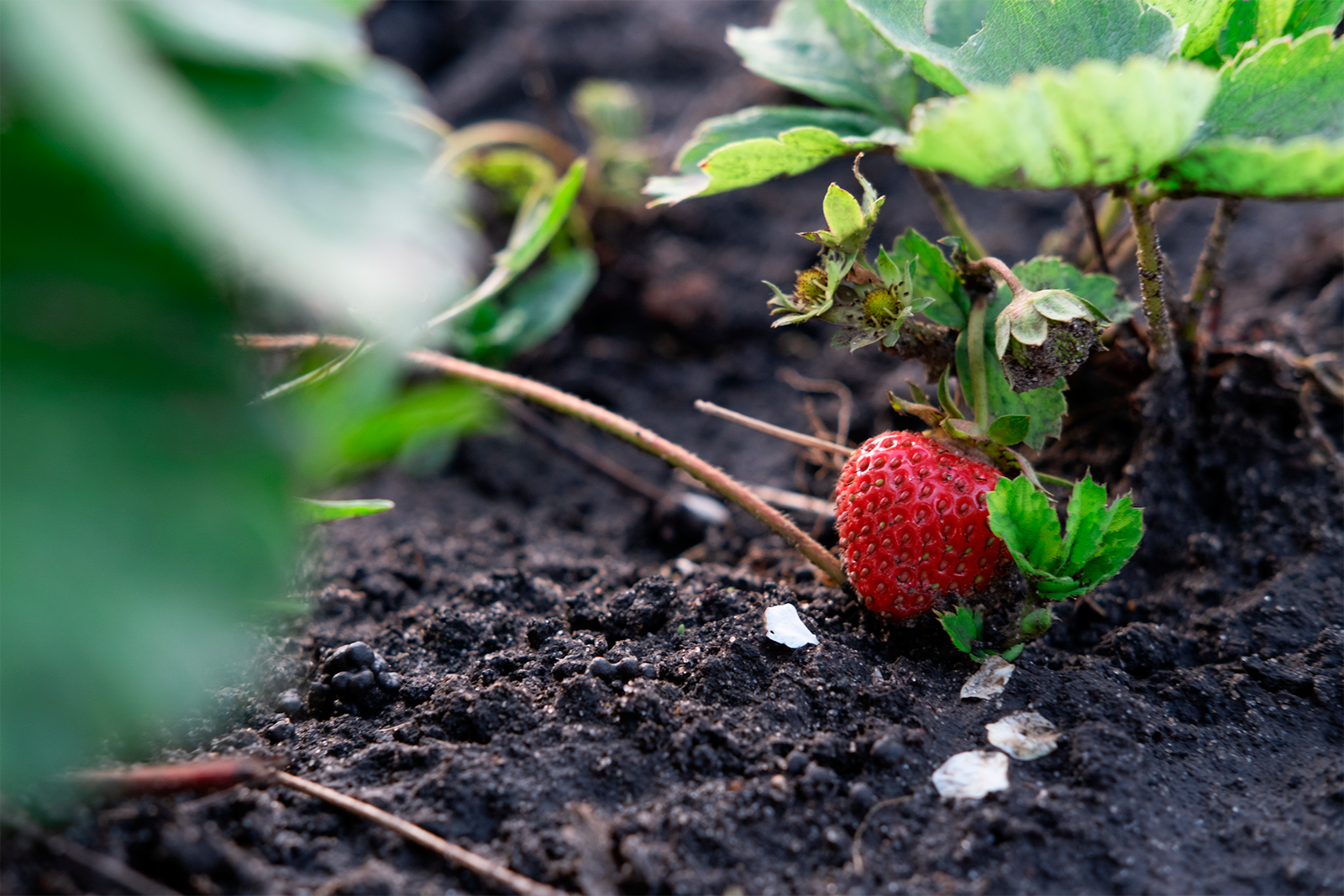 Agricultura Orgánica